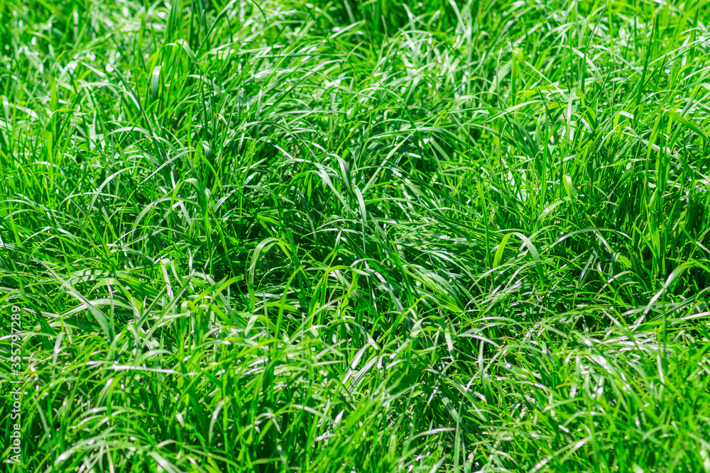 Photo of green grass on a clear very sunny day Photo of green grass on a clear very sunny day