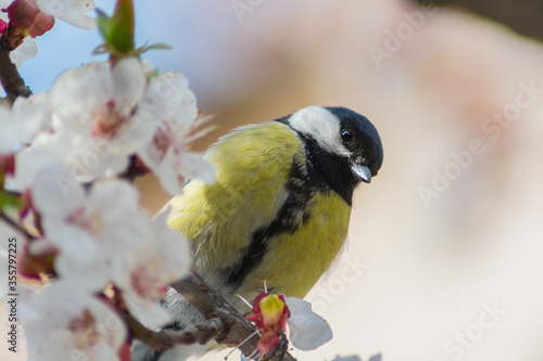 Beautiful yellow little bird sits on a branch with white flowers and looks down © Paul Raven