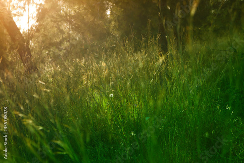 Fototapeta Naklejka Na Ścianę i Meble -  abstract dreamy photo of forest meadow at sunset