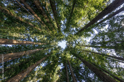 Cathedral Redwoods - Circle of Coast Redwoods at Henry Cowell Redwoods State Park. Felton, Santa Cruz Mountains, California, USA.  © Yuval Helfman