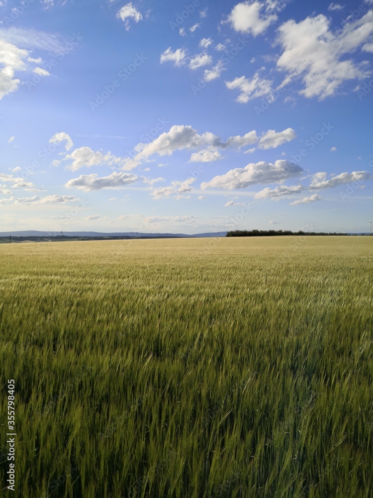 Fototapeta premium Gerstenfeld