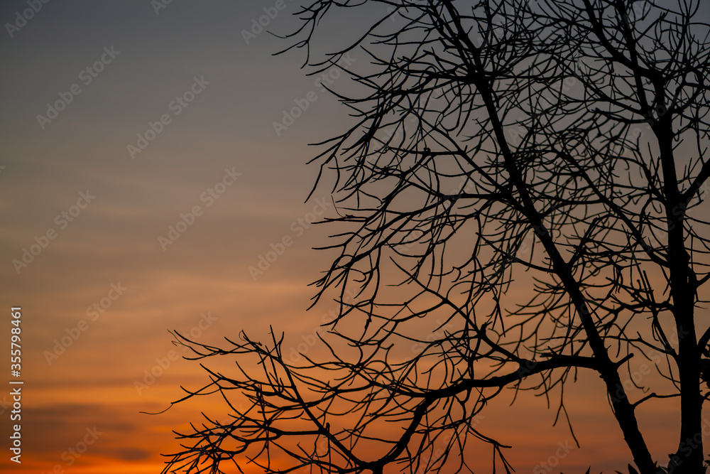Mangrove forest silhouette with the sunset sky in Koh Phanagn, Surat Thani, Thailand.selective focus Mangrove forest silhouette with the sunset sky in Koh Phanagn, Surat Thani, Thailand.selective focus