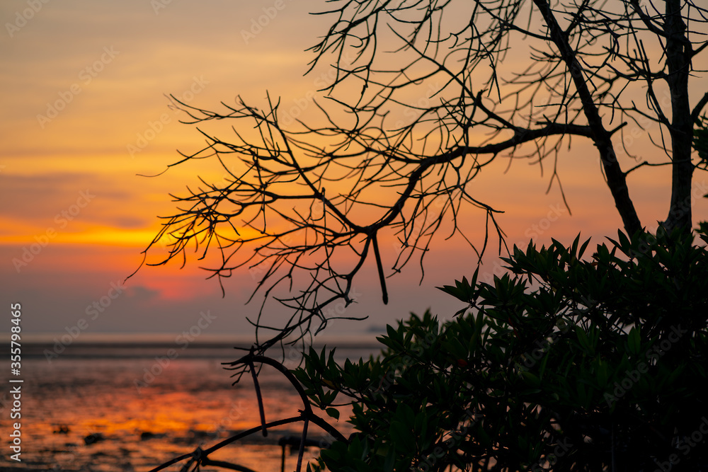 Mangrove forest silhouette with the sunset sky in Koh Phanagn, Surat Thani, Thailand.selective focus Mangrove forest silhouette with the sunset sky in Koh Phanagn, Surat Thani, Thailand.selective focus