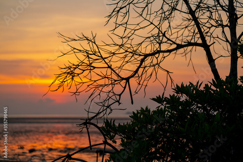 Mangrove forest silhouette with the sunset sky in Koh Phanagn, Surat Thani, Thailand.selective focus
