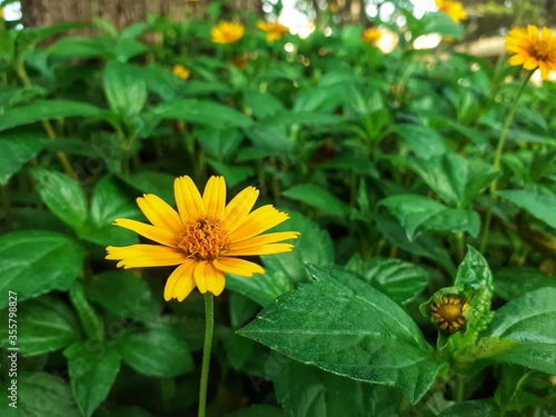 close up of pleasant  wedelia flower in the family asteraceae bloomed in the garden photo