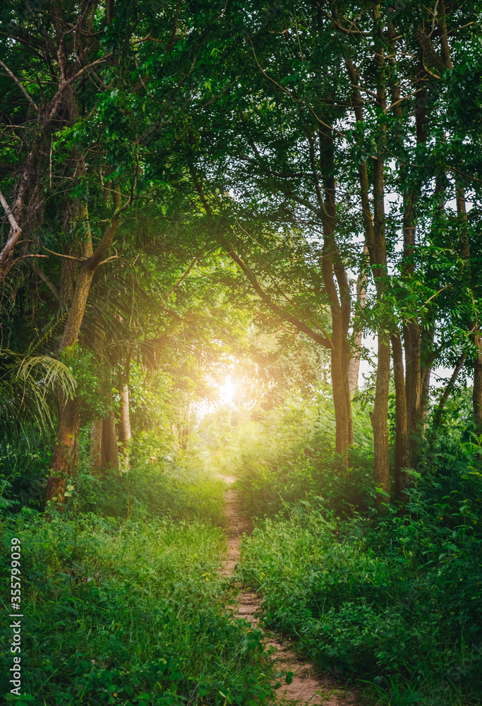Fototapeta premium morning in the forest