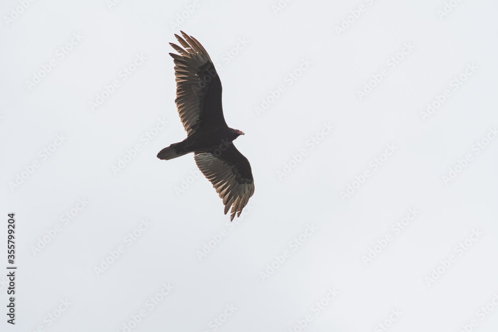 Turkey Vulture flying in the sky. Vancouver, BC, Canada
Turkey Vulture flying in the sky. Vancouver, BC, Canada