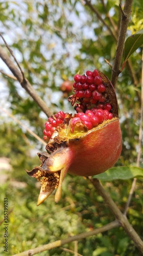 Pomegranate fruit burst after getting ripe in the branch of a pomegranate tree.