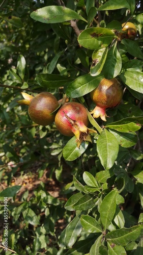 Two pomegranate fruit growing on a green branch