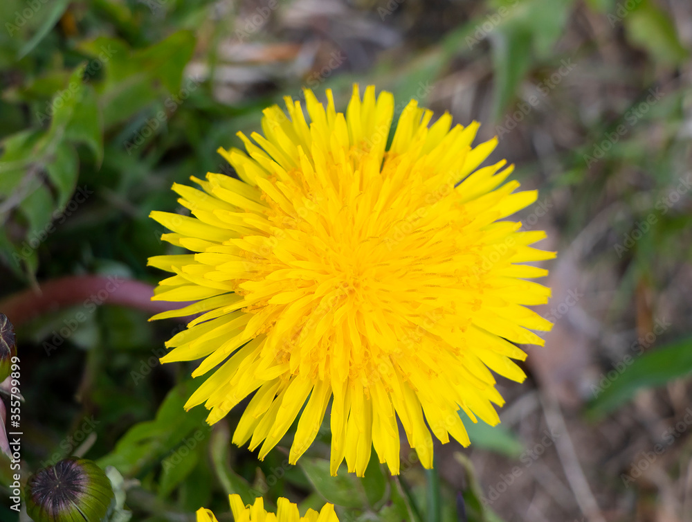 dandelion in the grass dandelion in the grass
