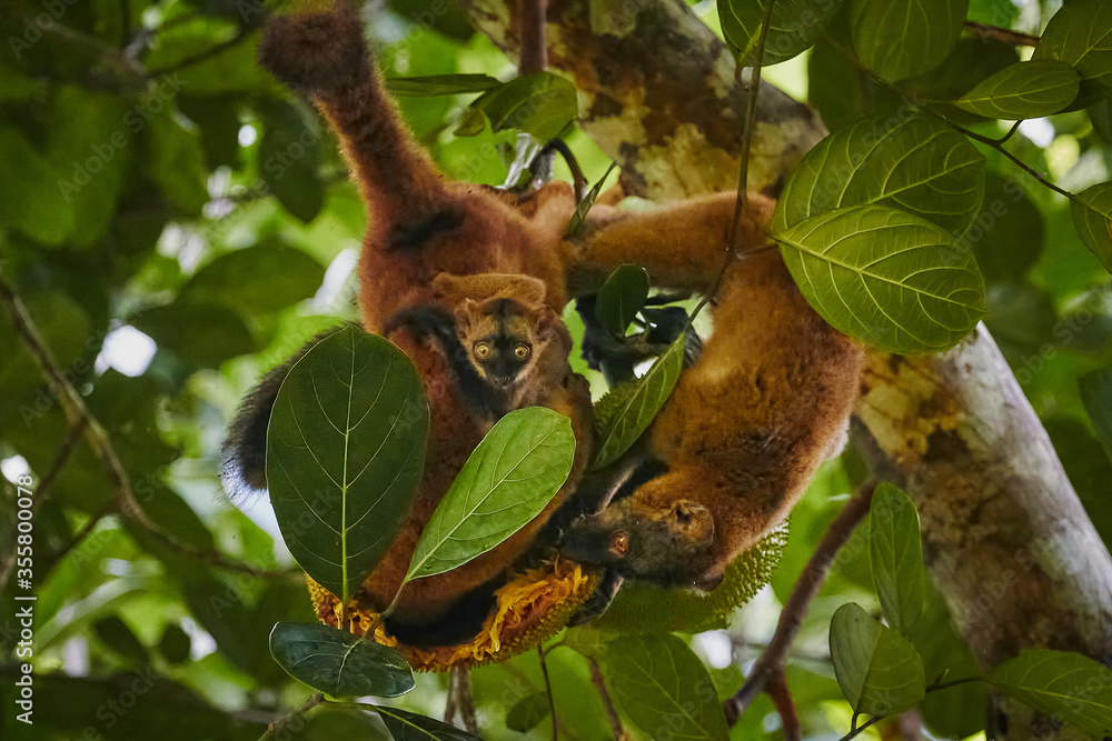 Fototapeta premium Family of lemurs in Mayotte