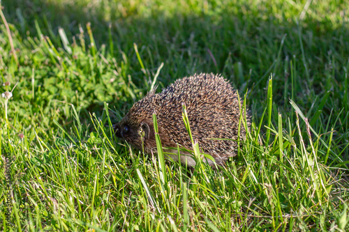 Hedgehog in the grass in summer field