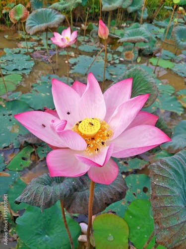 PinkLotus in lagoon at Thailand photo