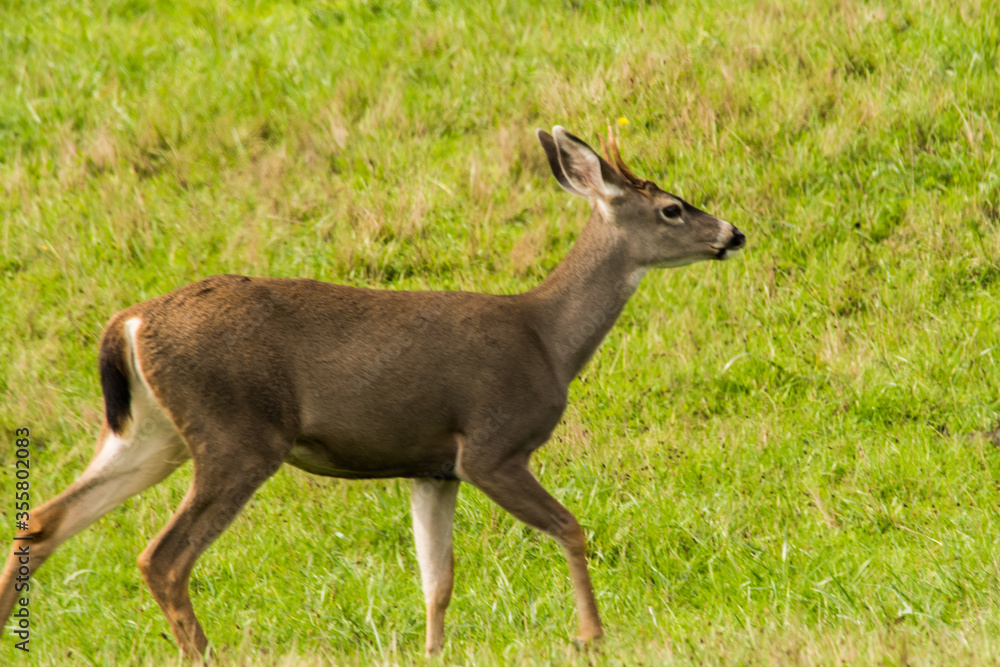 young deer (Cervidae cervus) walking in a field young deer (Cervidae cervus) walking in a field
