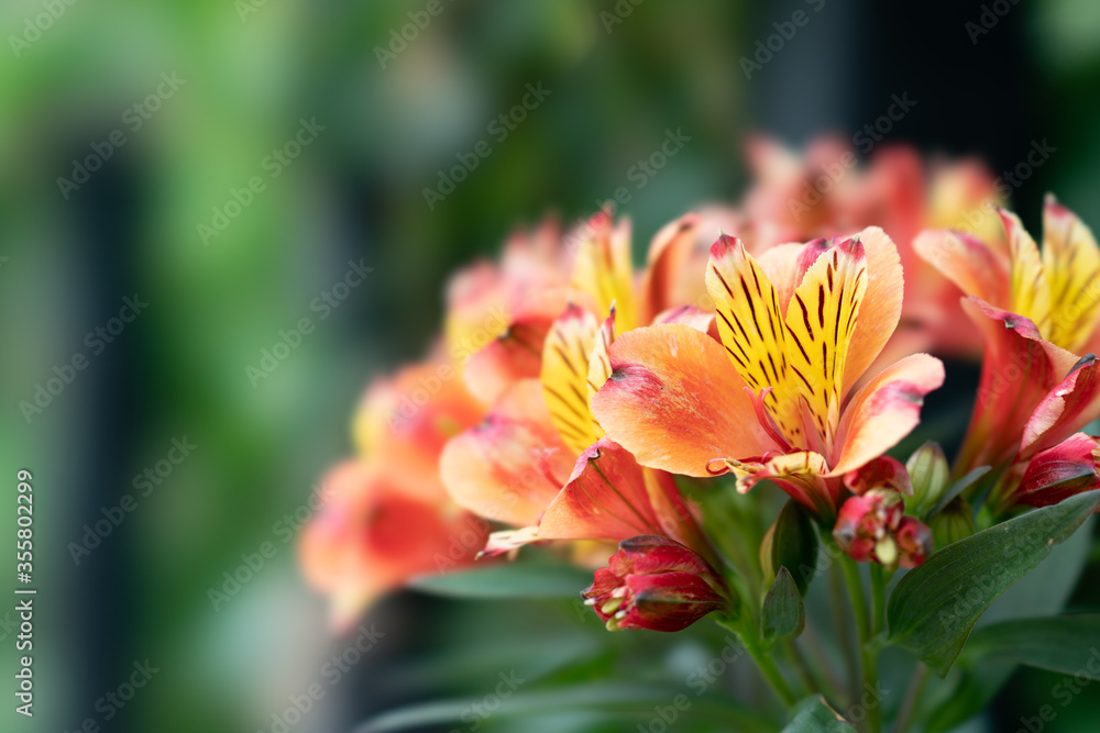 Fototapeta premium アジサイ