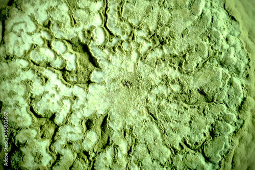 Green mold macro image. Rotten orange view. Molding fruit. Green mold texture
