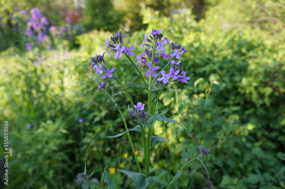 Wild small lilac flowers on a blurred background of green bushes Wild small lilac flowers on a blurred background of green bushes