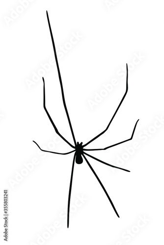Daddy long legs spider vector silhouette isolated on white background. (Phalangium opiliones)