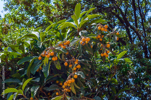Green tree with medlar fruits