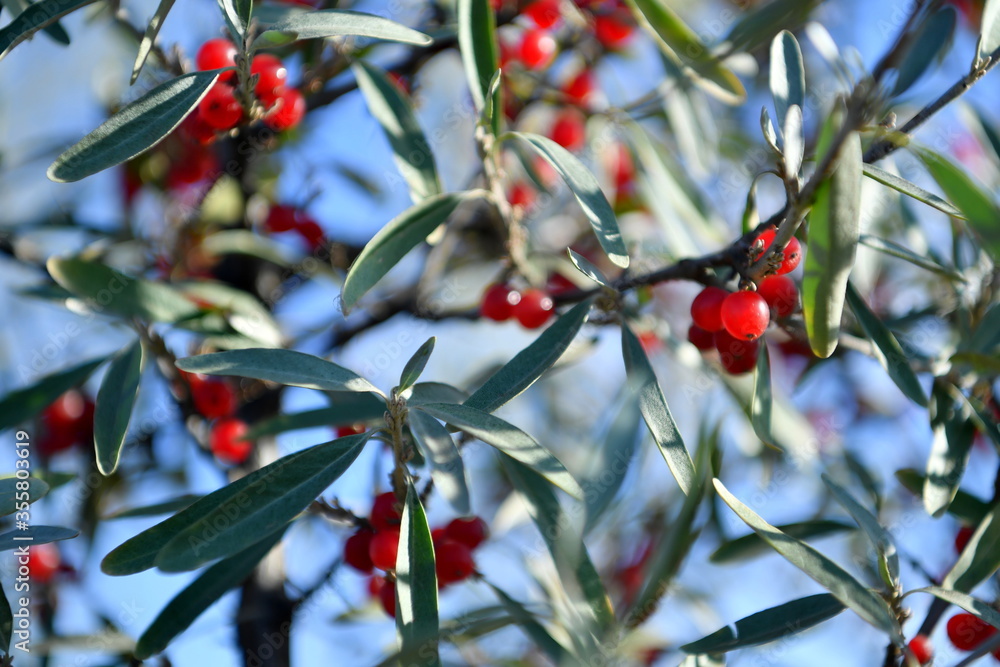 Obraz premium ate, tree, leaf tree, berries, spring, apple fruits,