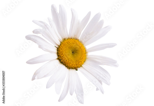 Fototapeta Naklejka Na Ścianę i Meble -  daisy flower isolated o