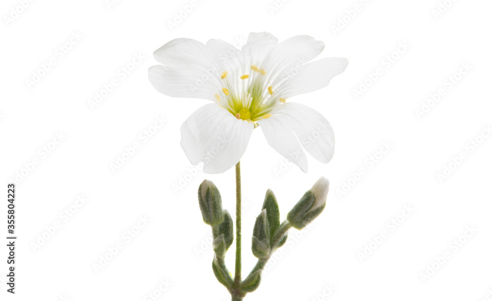 Fototapeta premium white flower isolated