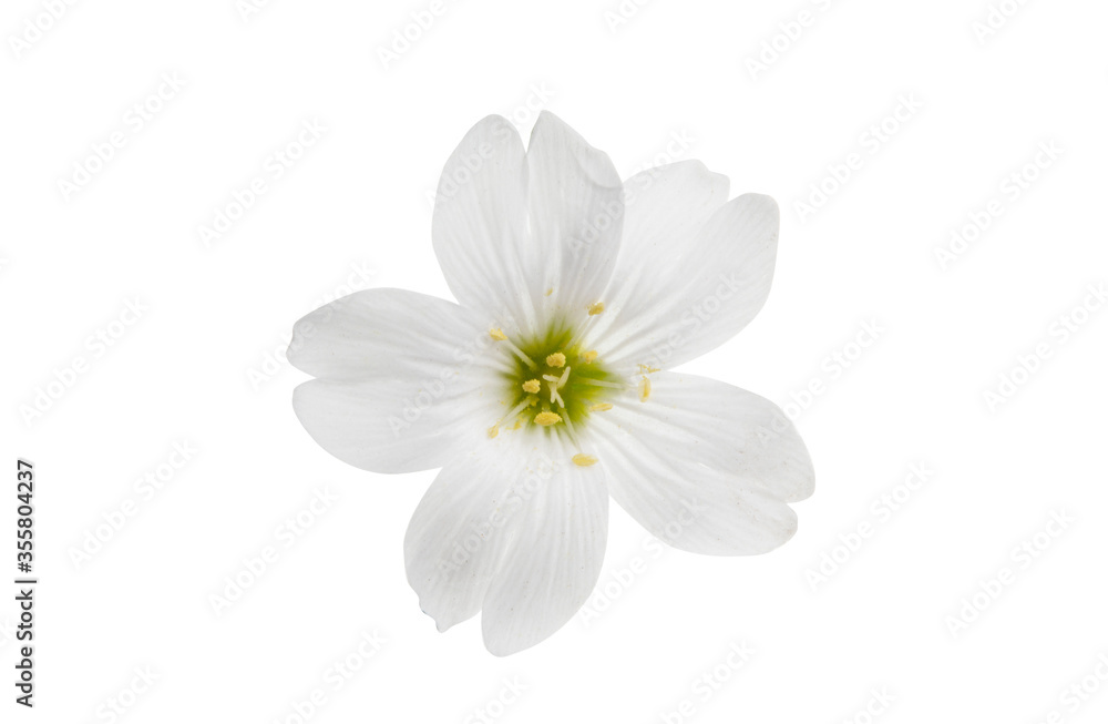Fototapeta premium white flower isolated