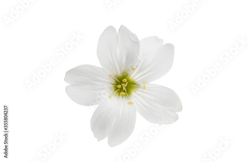 white flower isolated