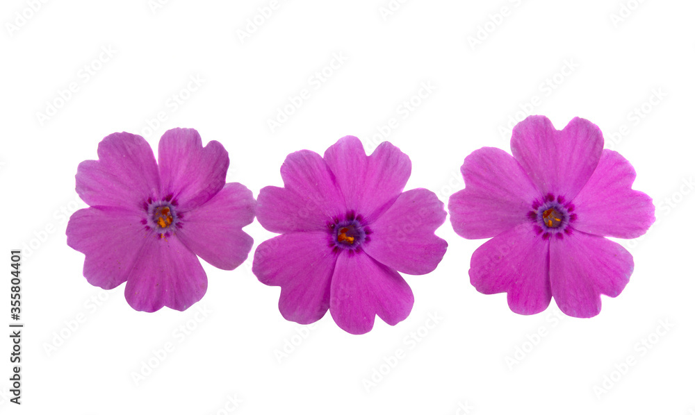 phlox flower isolated phlox flower isolated