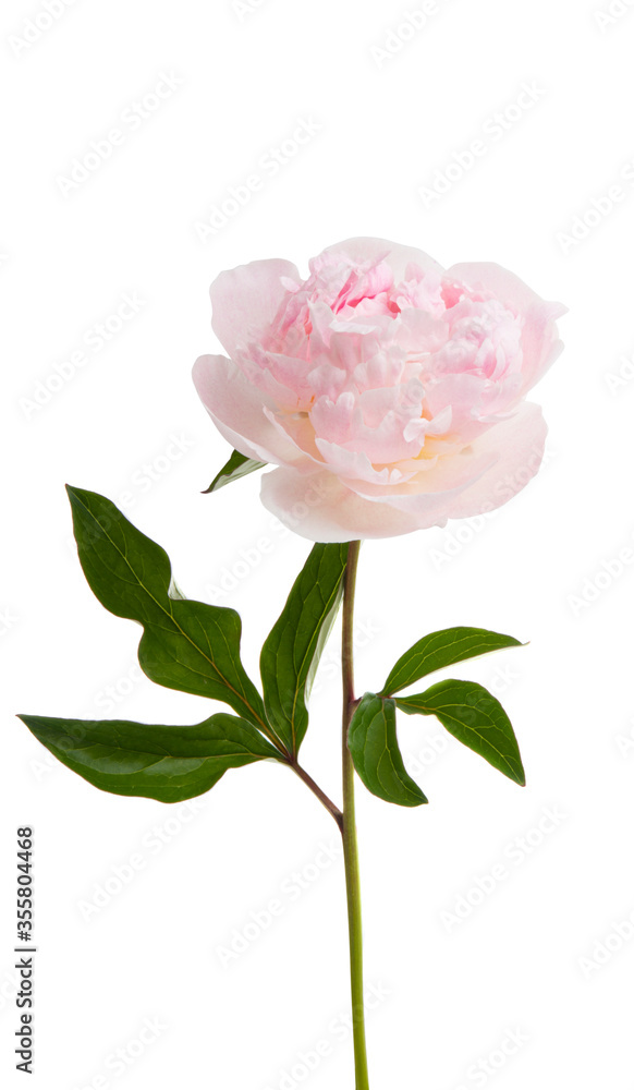 Obraz premium peony flower isolated