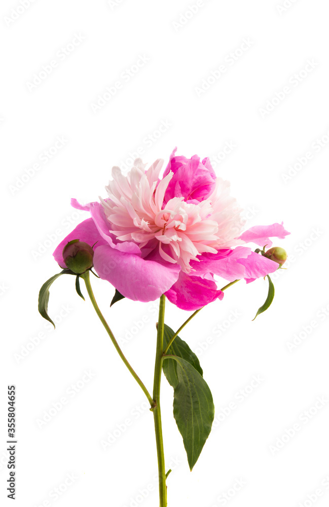 peony flower isolated peony flower isolated