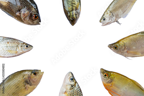 Many types of freshwater fish isolated on a white background, Top view with copy space, Fish species( Siamese mud carp, Clown knifefishes, Climbing perch, Snakeskin gourami, Gouramis ) photo