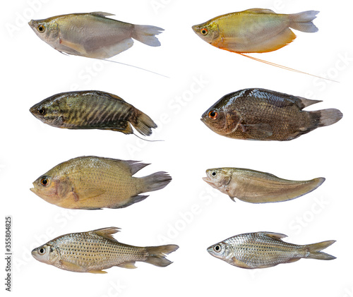 Isolated fish collection set, Many types of freshwater fish isolated on a white background
