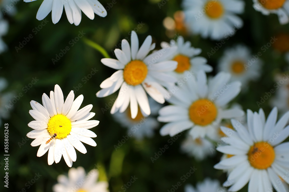 Wild flower. Little flowers on a green meadow. Wild flower. Little flowers on a green meadow.