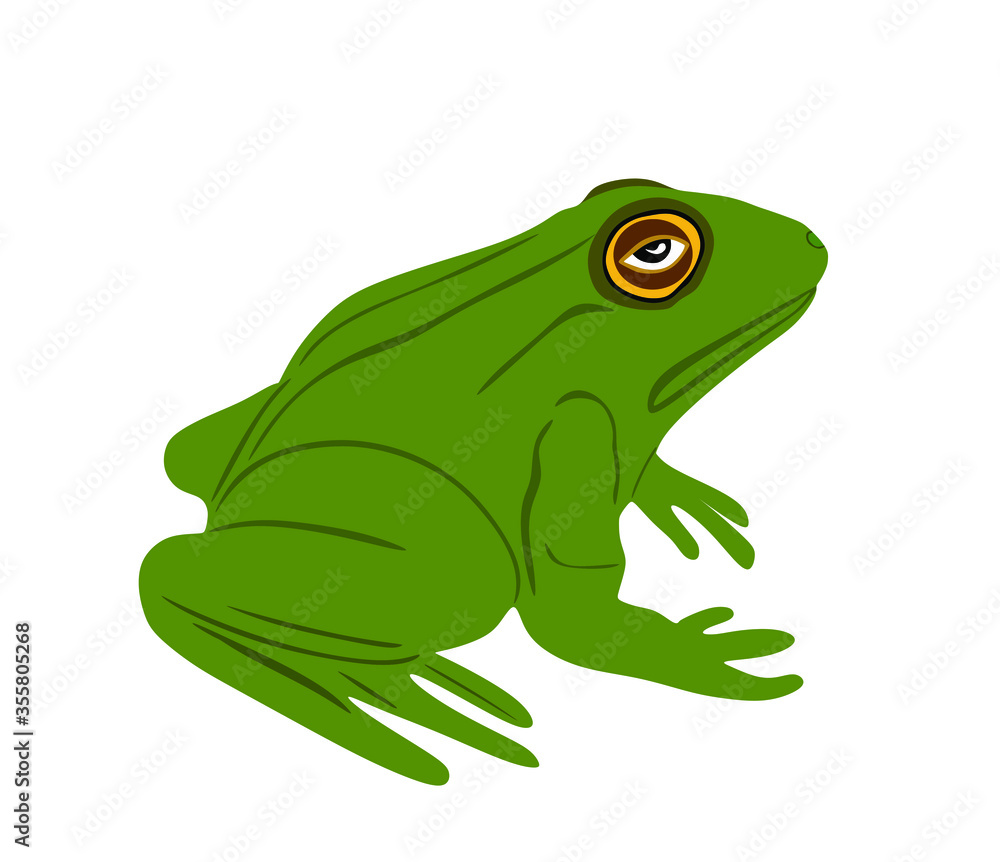 Frog vector illustration isolated on white background. Animal symbol, zoology of amphibian. Frog vector illustration isolated on white background. Animal symbol, zoology of amphibian.