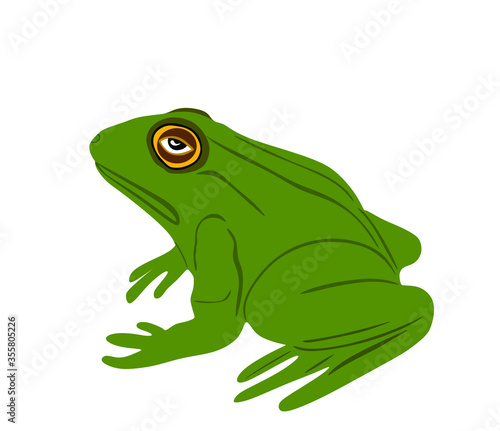 Green Frog vector illustration isolated on white background. Animal symbol, zoology of amphibian. 