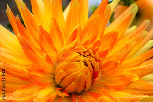 Flower orange Dahlia. Beautiful orange Flower Dahlia Grow In Flower Garden