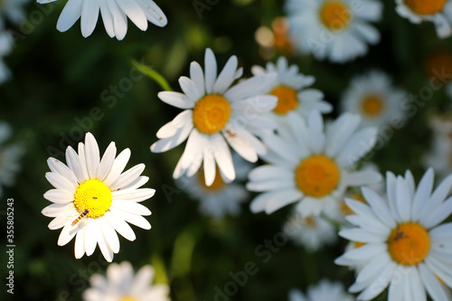 Wild flower. Little flowers on a green meadow.