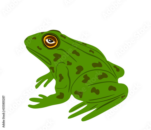Green Frog vector illustration isolated on white background. Animal symbol, zoology of amphibian. 