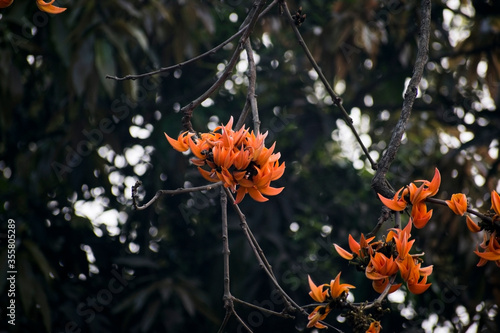 Photography bunch of Polash or palash or bastard teak flower on a tree with dry branches