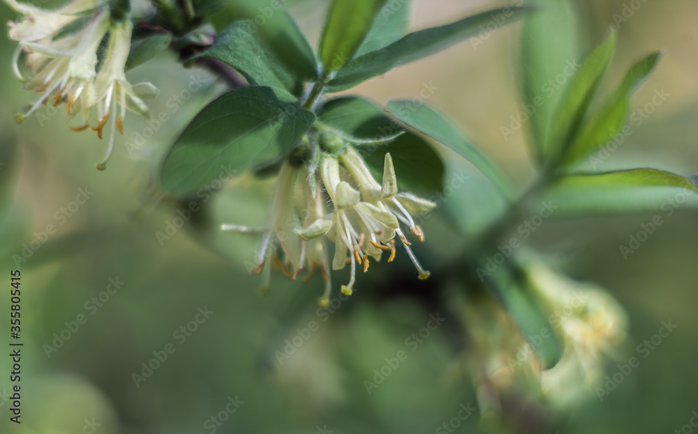 Fototapeta premium White flowers of honeysuckle in the spring