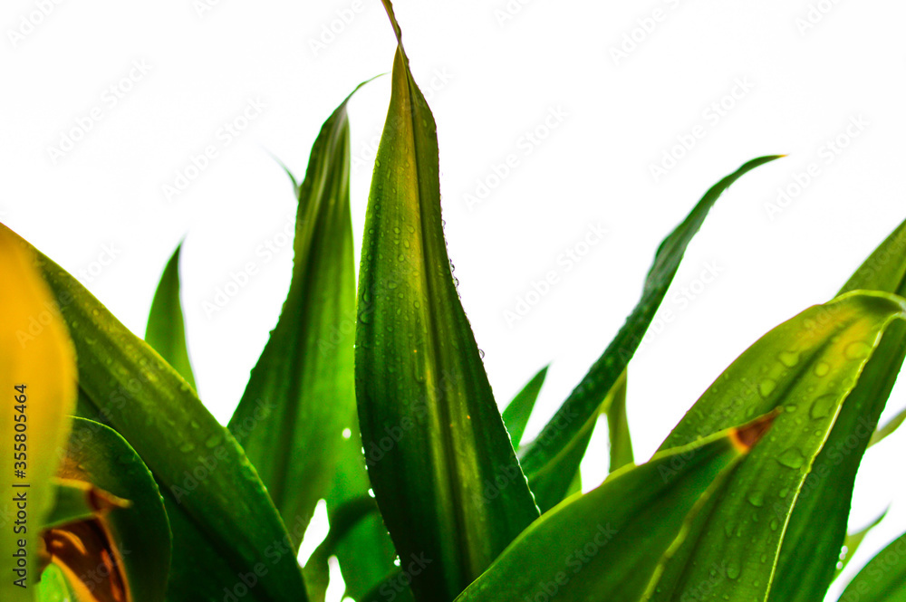 Obraz premium green grass on a white background