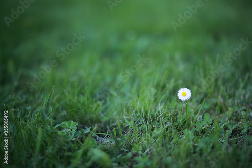 Wild flower. Little flowers on a green meadow.