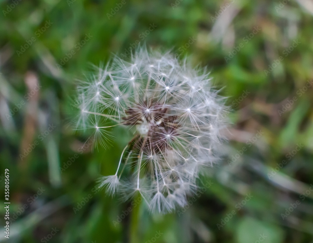 Dandelion flowers closeup on green background