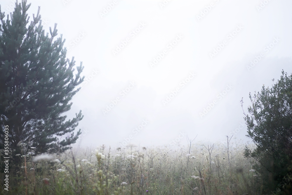Fog in the field. Evening nature summer with white fog. Fog in the field. Evening nature summer with white fog.