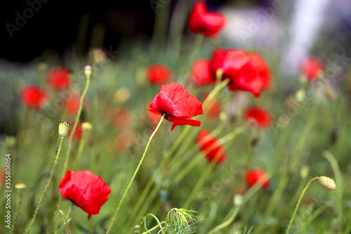 Beautiful photos of red poppies