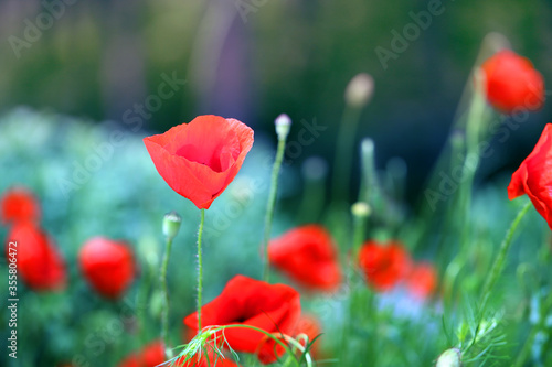 Beautiful photos of red poppies