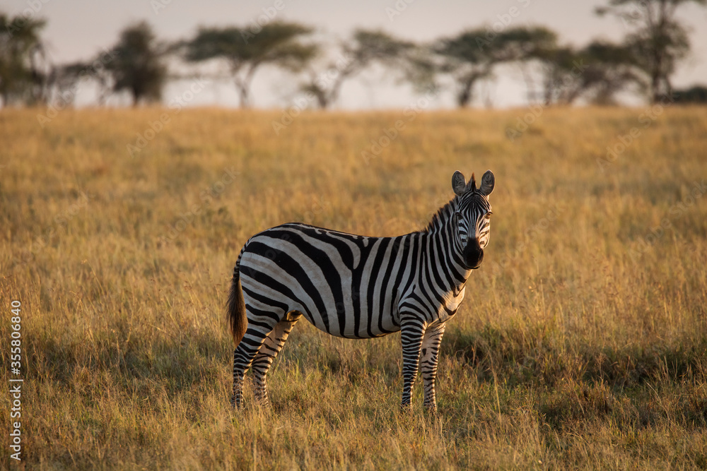 African zebras at beautiful landscape during sunrise safari in the Serengeti National Park. Tanzania. Wild nature of Africa.. African zebras at beautiful landscape during sunrise safari in the Serengeti National Park. Tanzania. Wild nature of Africa..