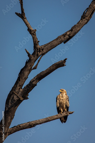 Hawk resting on a tree in Serengeti National Park in Tanzania during safari with blue sky in background. Wild nature of Africa
