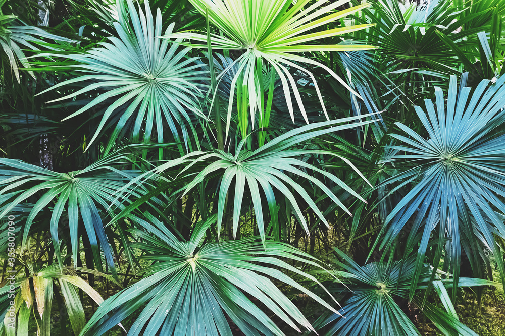 Green tropic big palm leaves close-up